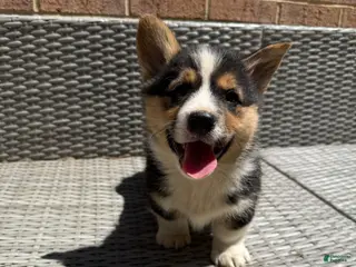Welsh Corgi Pembroke dogs Welsh Corgi Pembroke Puppy 1 - Ad 16