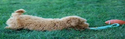 Mini Goldendoodle dogs for sale: MAX - Ad 4