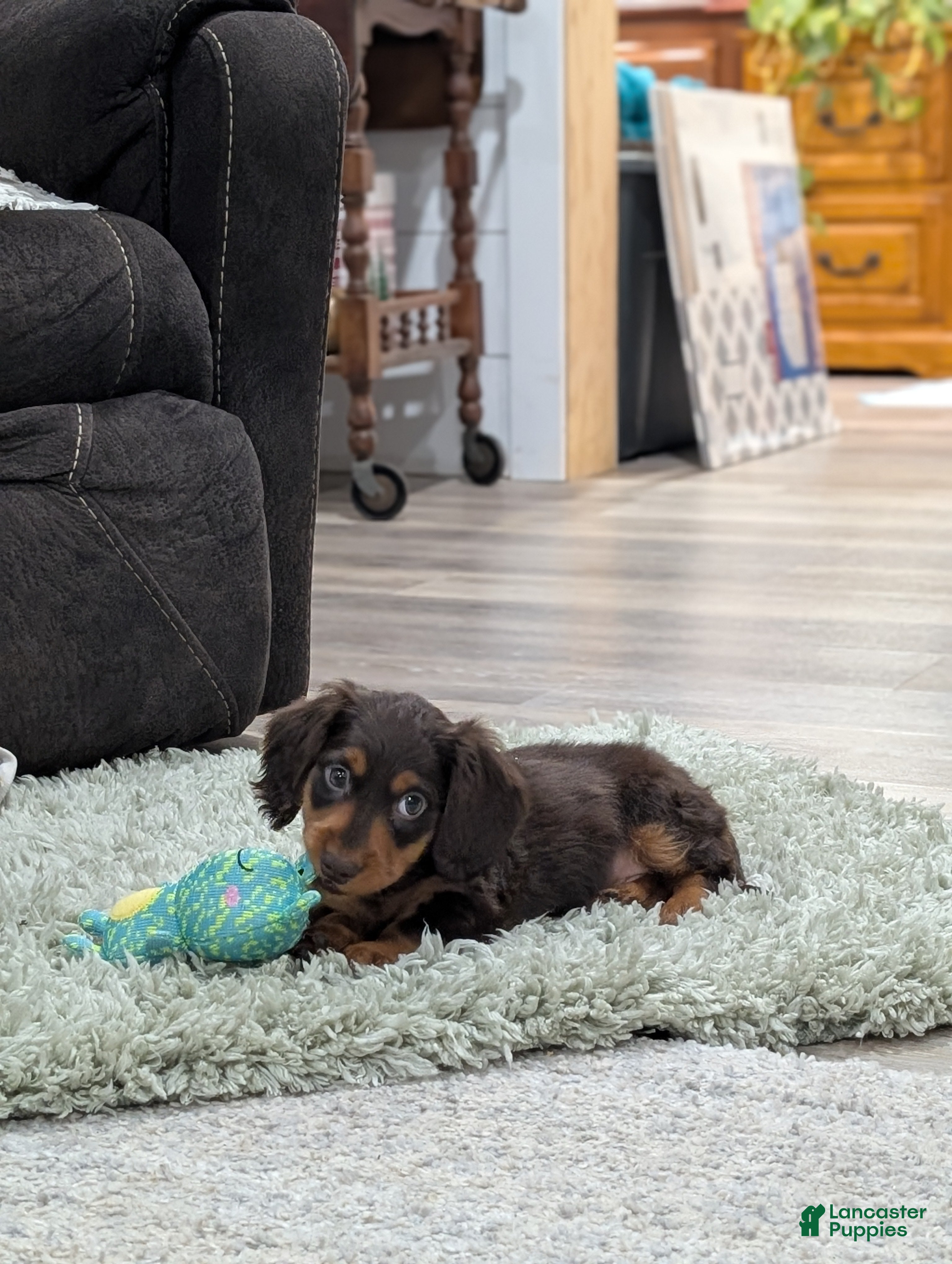 Miniature Dachshund dogs Chestnut  - Ad 19
