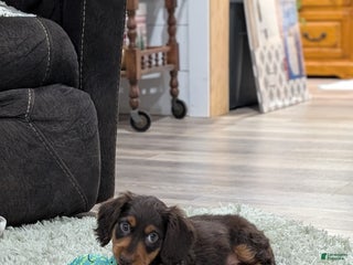 Miniature Dachshund dogs Chestnut - Ad 19