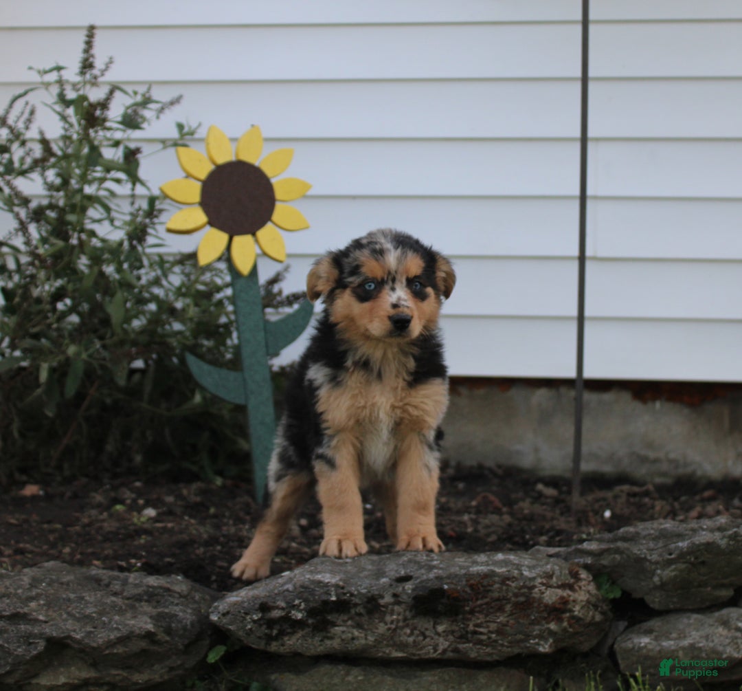 Australian Shepherd dogs for sale: Lady - Ad 1