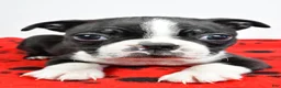 Boston Terrier dogs for sale: Piper - Ad 3