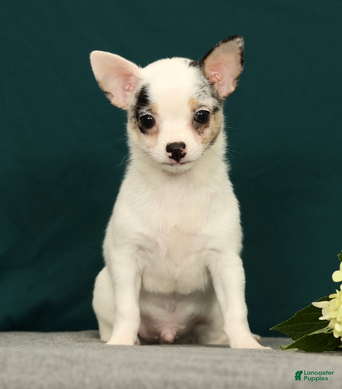 Chihuahua dogs Patches - Ad 1