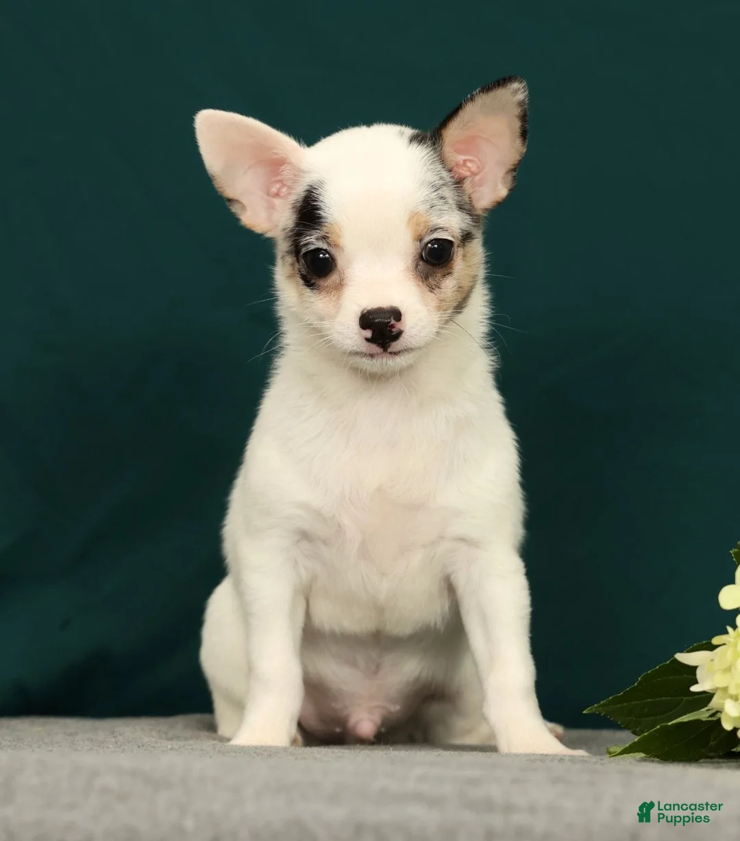 Chihuahua dogs for sale: Patches - Ad 1