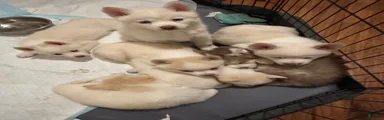 Pomsky Puppy 5