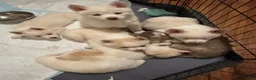 Pomsky dogs for sale: Pomsky Puppy 5 - Ad 1