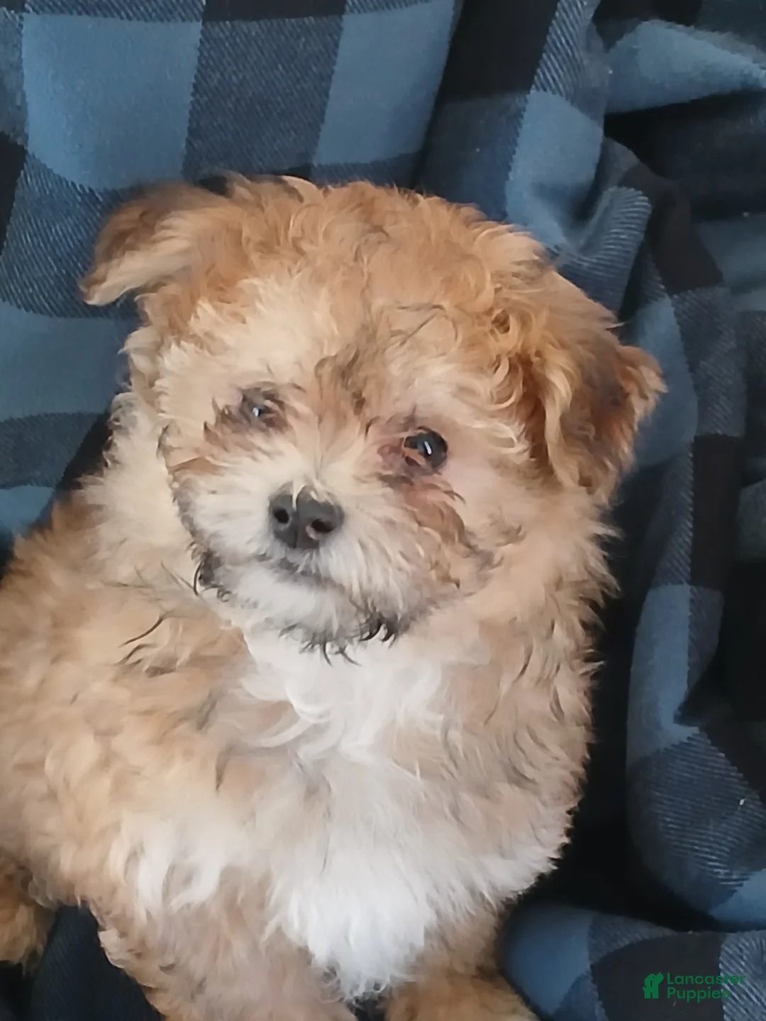 Gallery Image {{count}}