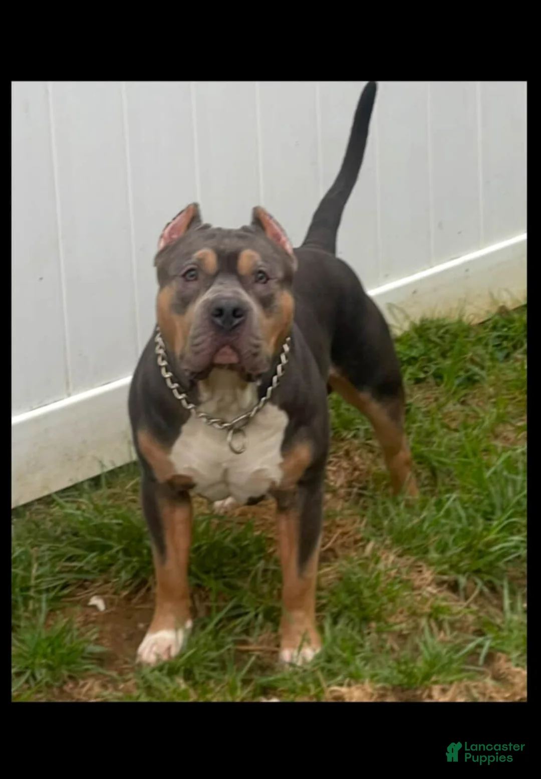 American Bully dogs for sale: Nala - Ad 7