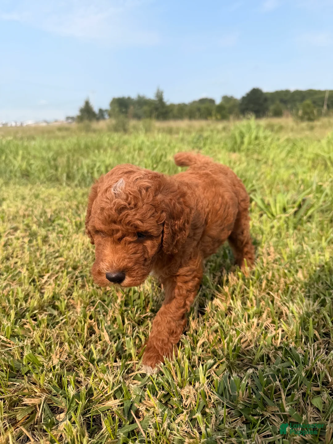 Mini Goldendoodle dogs for sale: Mini Goldendoodle 1 - Ad 2