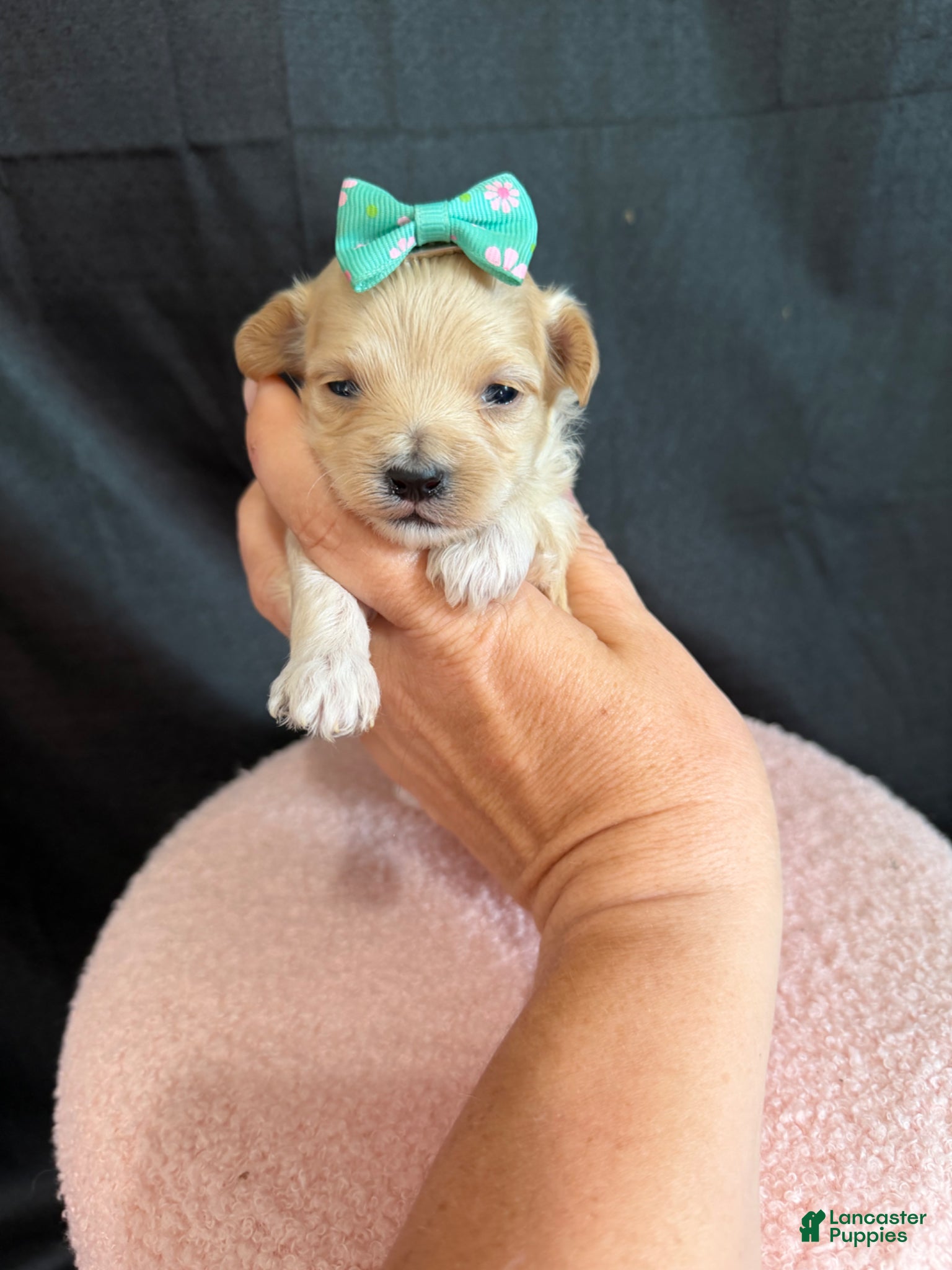 Maltipoo dogs for sale: Maltipoo! Turquoise Bow! - Ad 8