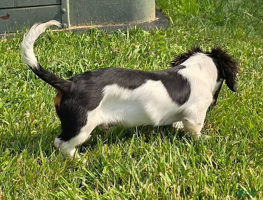 Miniature Dachshund dogs Tri - Ad 2