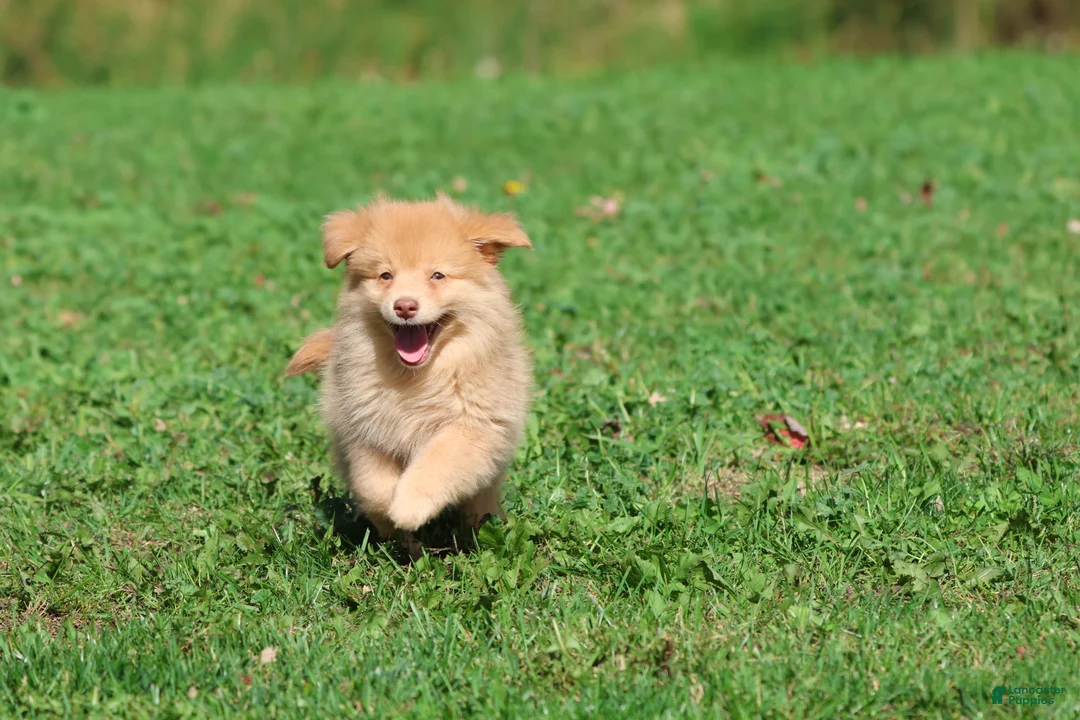 Mixed Breed dogs for sale: Bounce - Ad 4