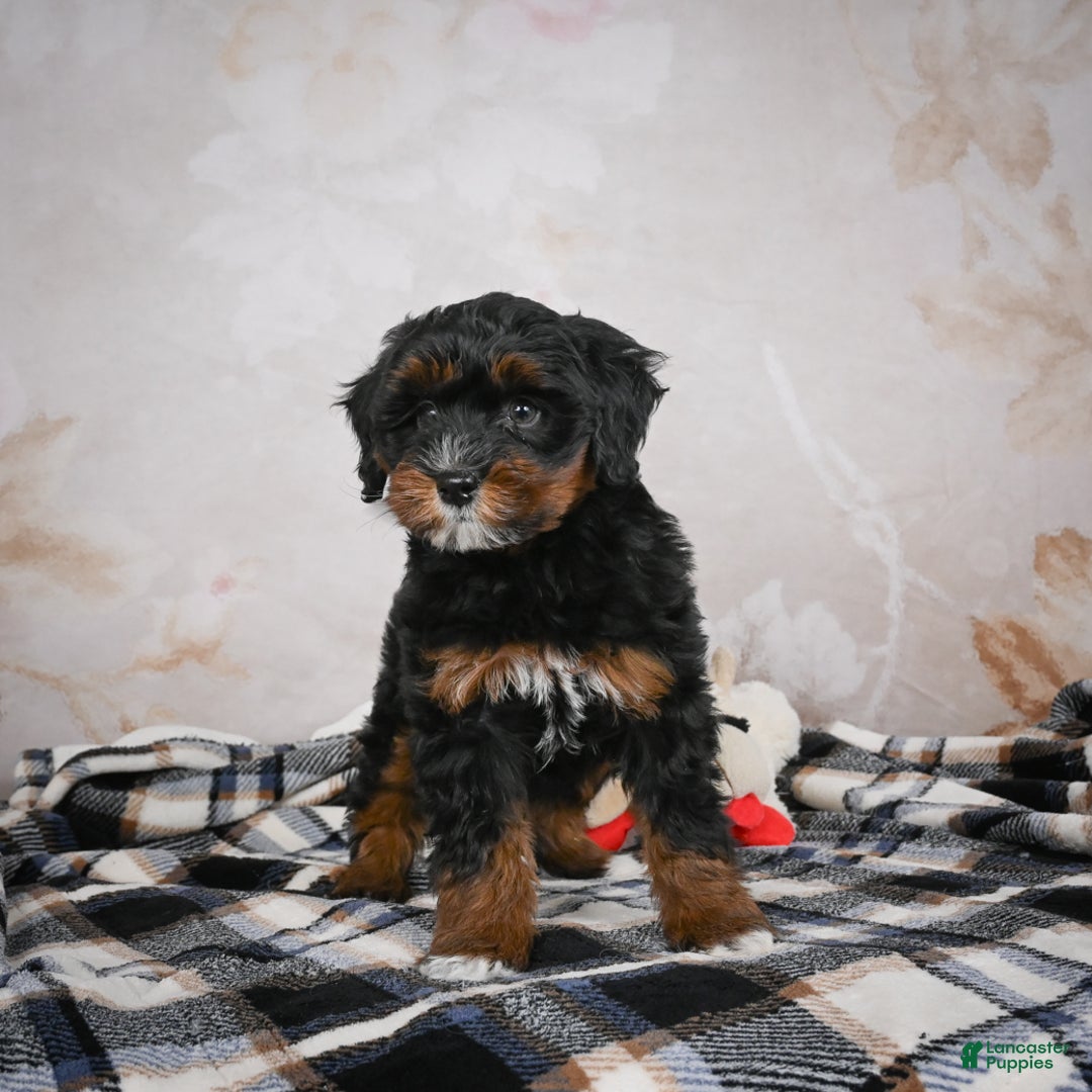 Bernedoodle dogs for sale: Kobe - Ad 14