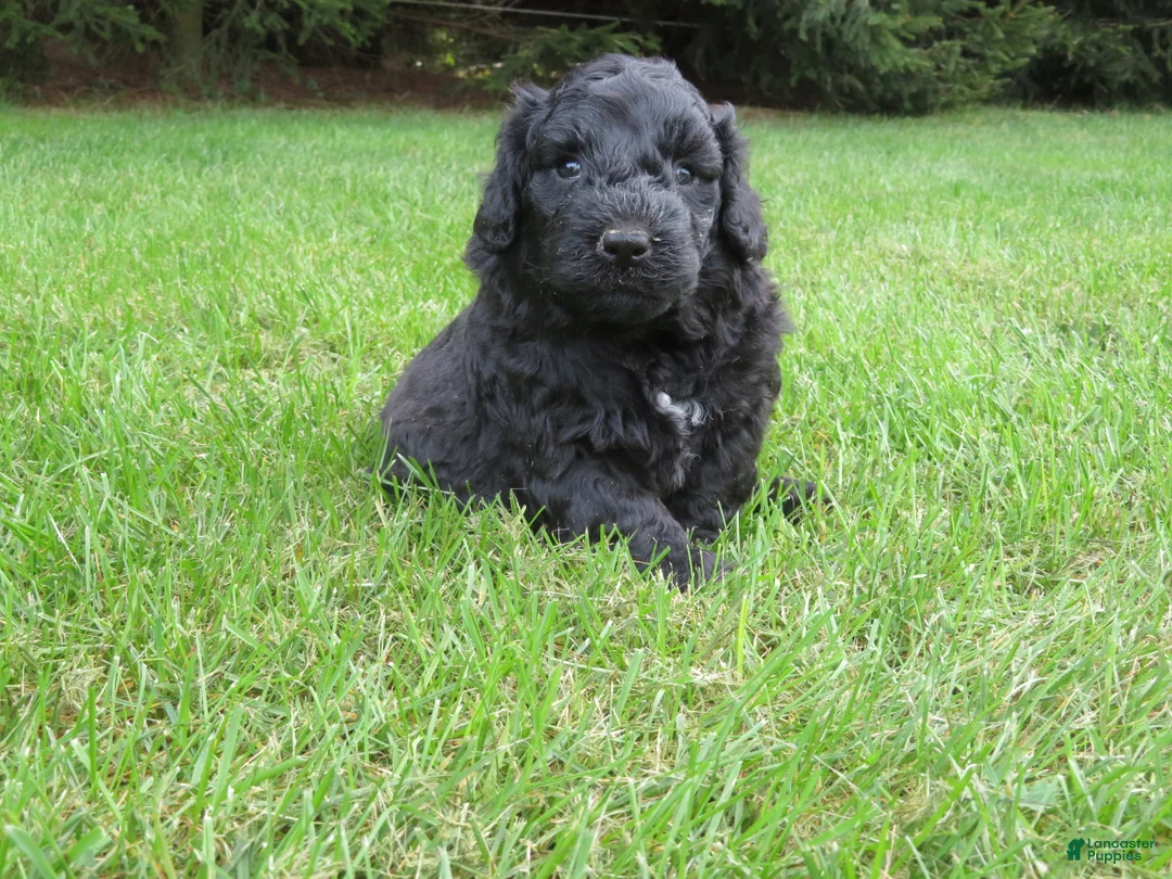 Mixed Breed dogs for sale: Milo - Ad 2