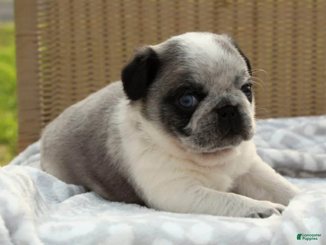 Pug dogs for sale: Sarge - Ad 1