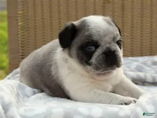 Pug dogs Sarge - Ad 17