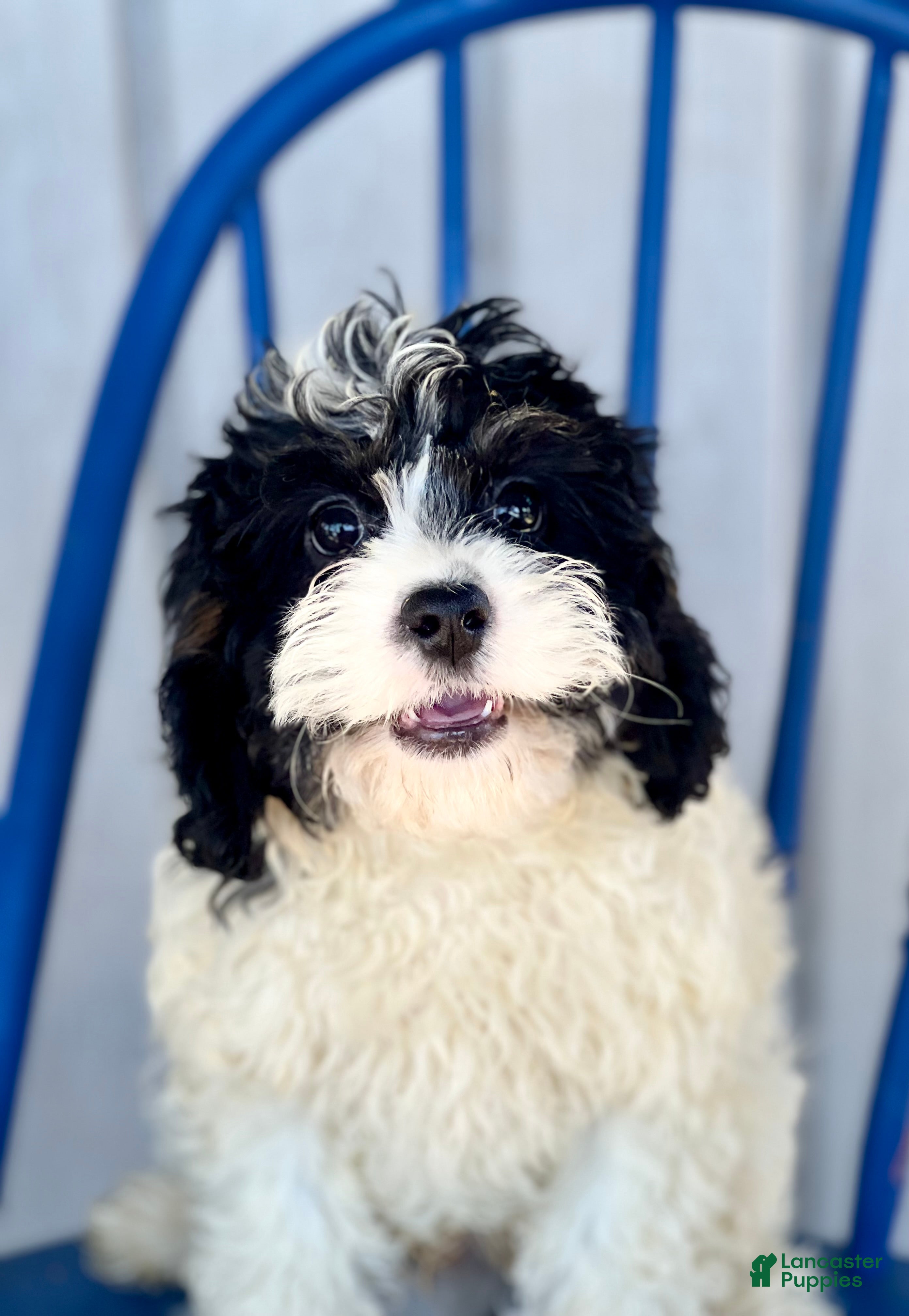 Mixed Breed dogs Casey - Ad 2