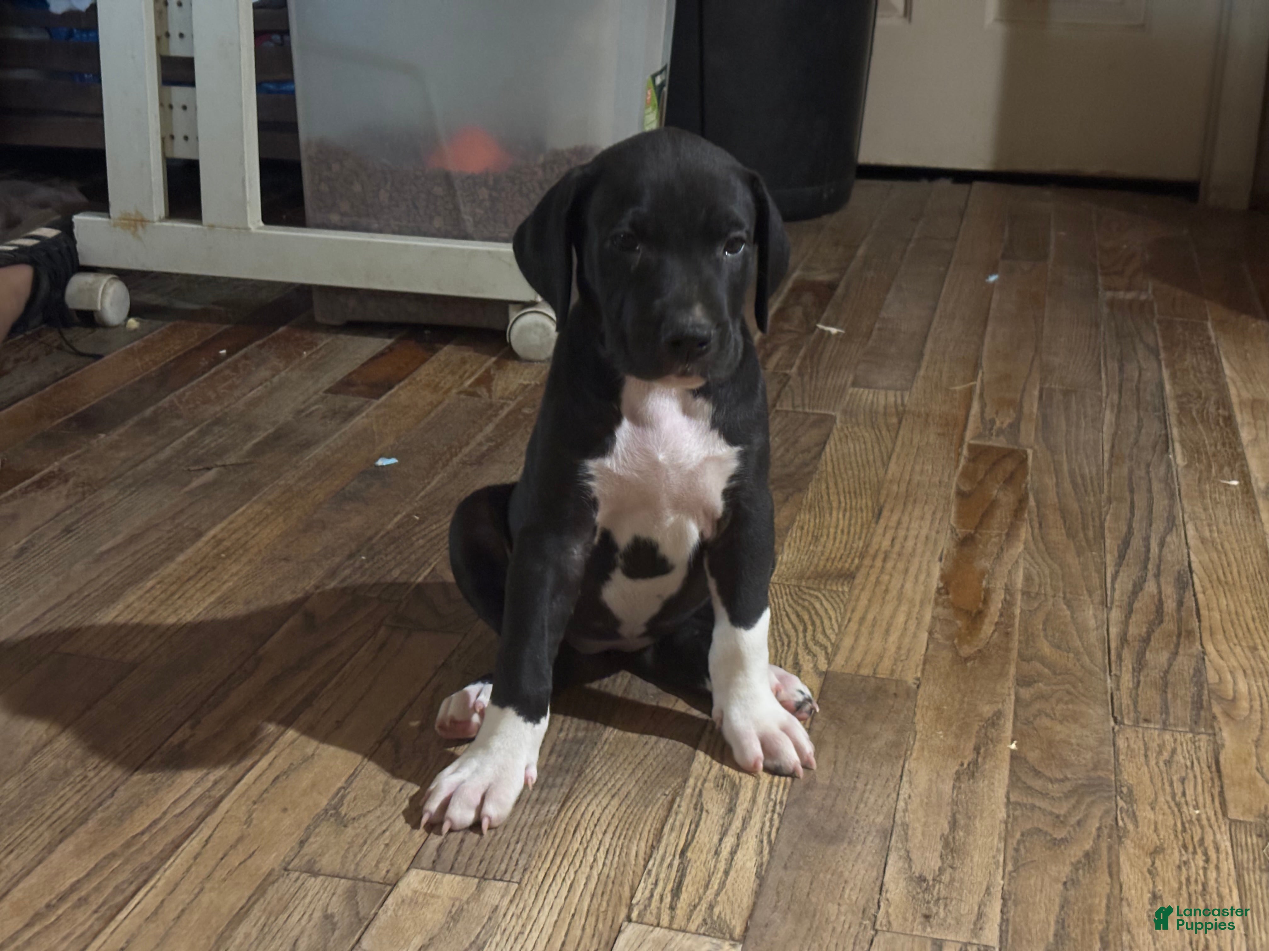 Mixed Breed dogs Baby 3 - Ad 35