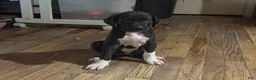 Mixed Breed dogs for sale: Baby 3 - Ad 1