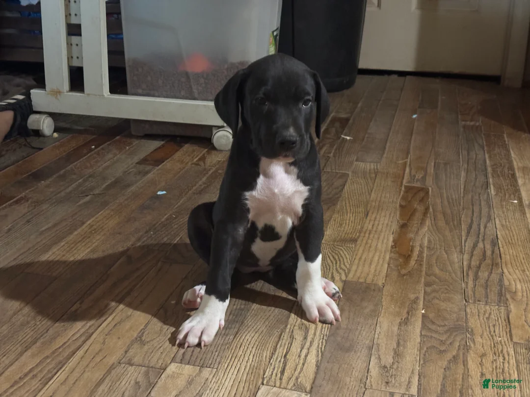 Mixed Breed dogs for sale: Baby 3 - Ad 1