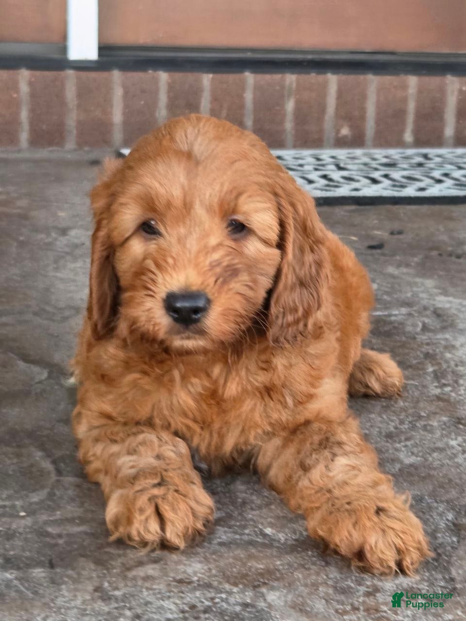 Mini Goldendoodle dogs Charlie  - Ad 1