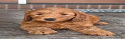 Mini Goldendoodle dogs for sale: Charlie  - Ad 1