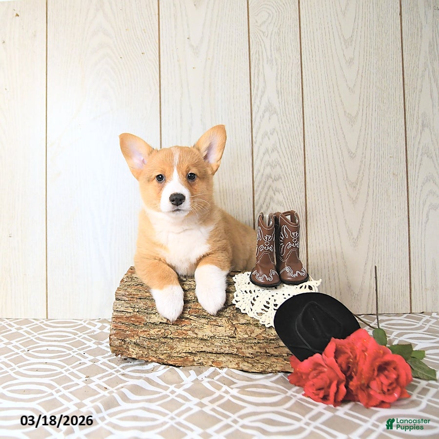 Welsh Corgi Pembroke dogs Banjo - Ad 1