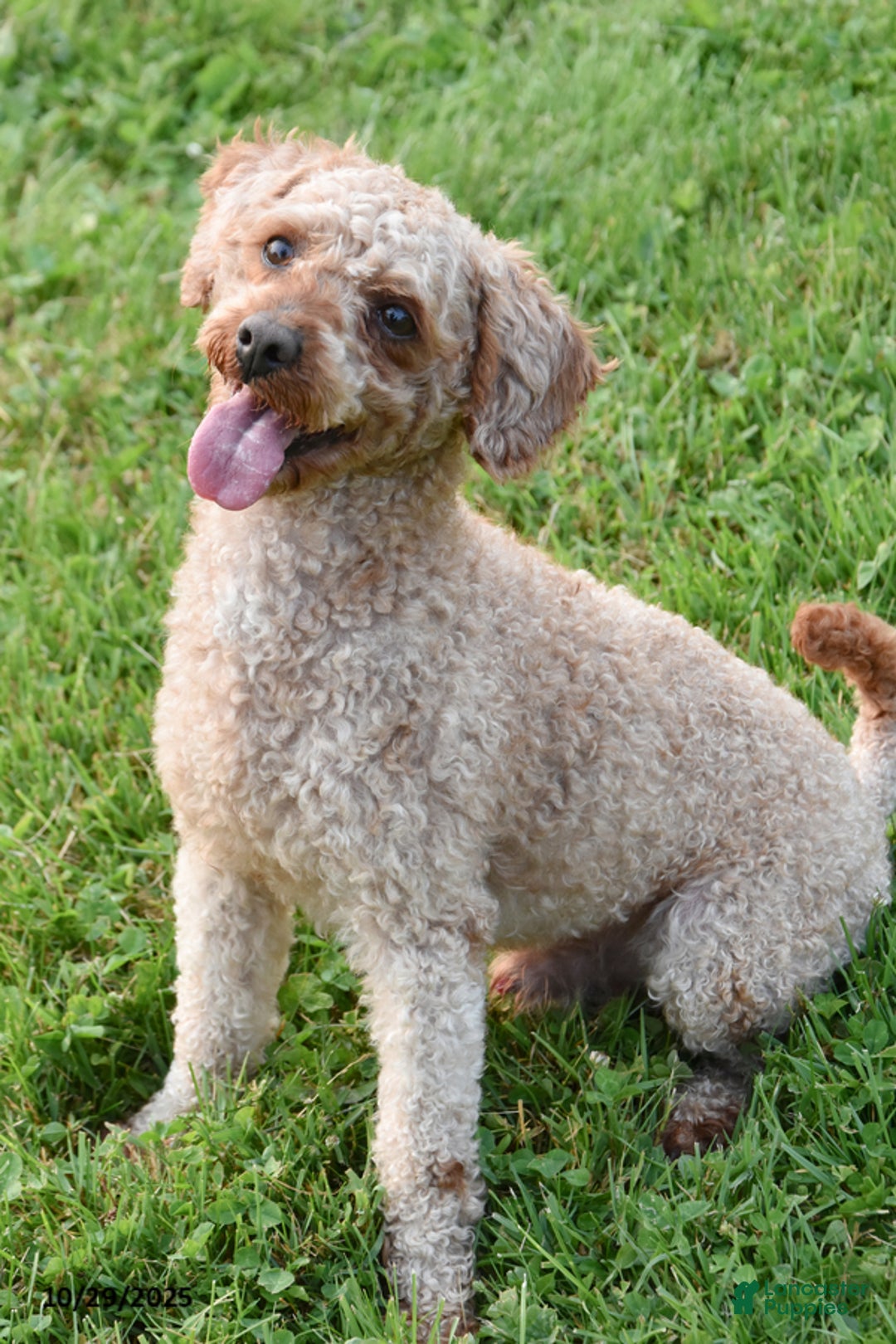 Yorkiepoo dogs for sale: Kaden - Ad 7