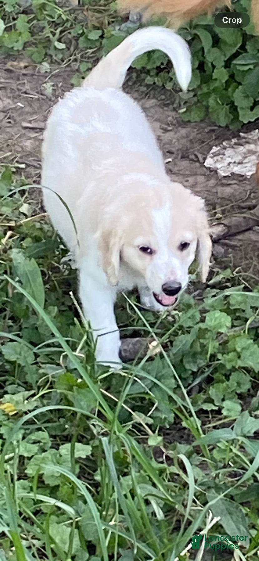 Goldendoodle dogs for sale: Goldendoodle 8 - Ad 4