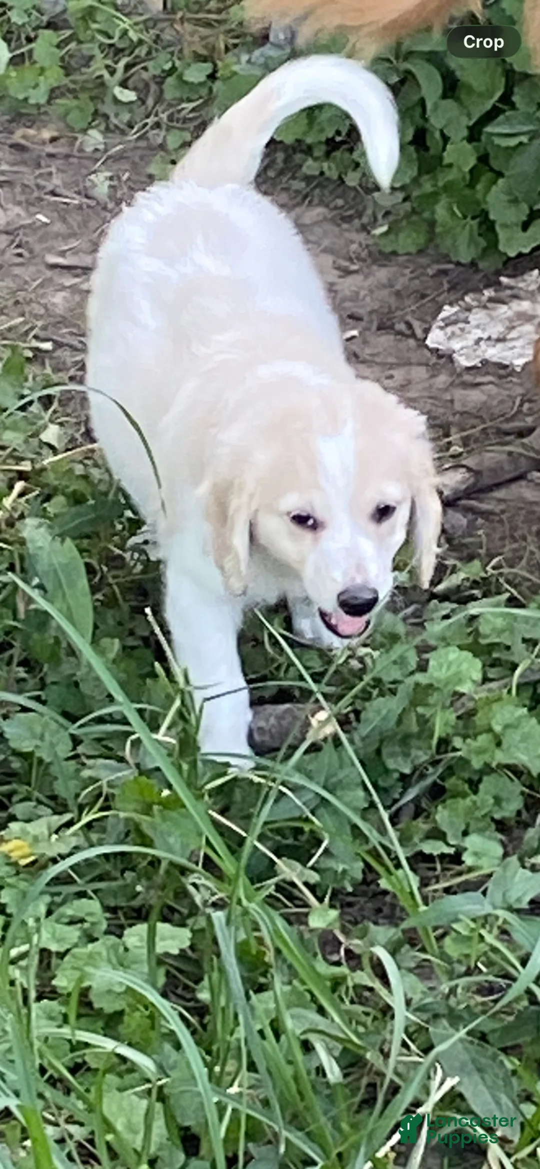 Goldendoodle dogs for sale: Goldendoodle 8 - Ad 1