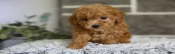 Toy Poodle dogs for sale: Reese  - Ad 9