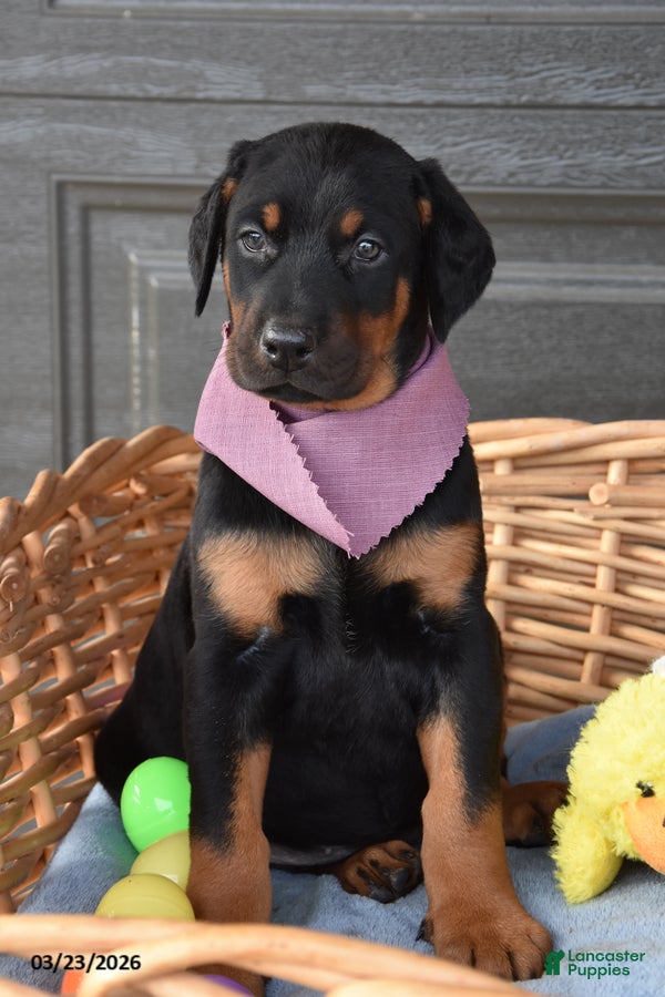 Doberman Pinscher dogs Flopsy - Ad 1
