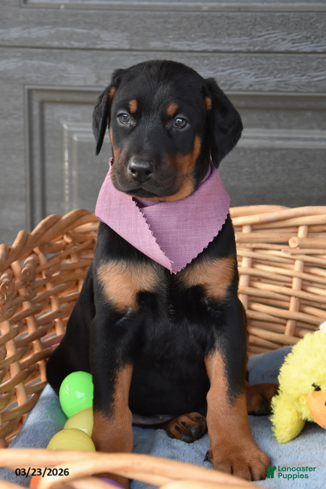Doberman Pinscher dogs for sale: Flopsy - Ad 1