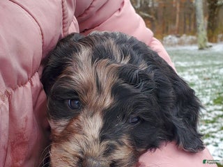 Mixed Breed dogs - Ad 29