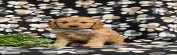 Cavapoo dogs for sale: Cruz - Ad 3