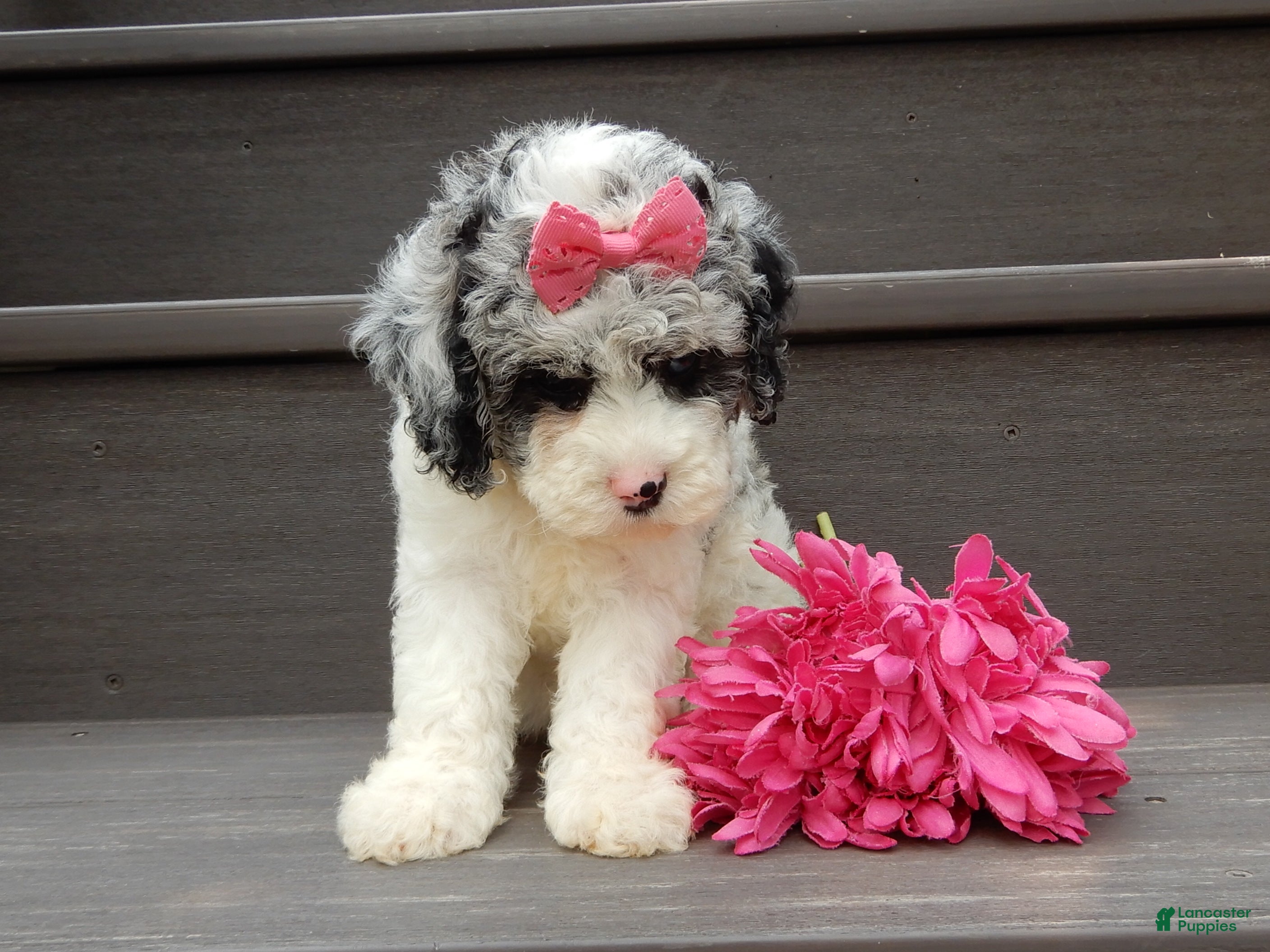 Cockapoo dogs Hailey - Ad 2