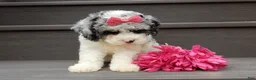 Cockapoo dogs for sale: Hailey - Ad 2