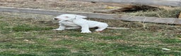 Dogo Argentino dogs for sale: Puppy M3 - Ad 2