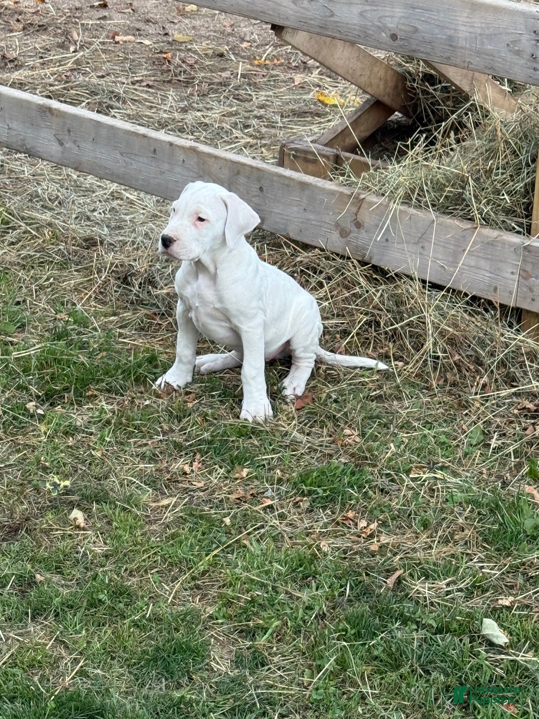 Dogo Argentino dogs for sale: Puppy M3 - Ad 2