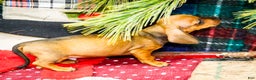 Miniature Dachshund dogs for sale: Tucker - Ad 5