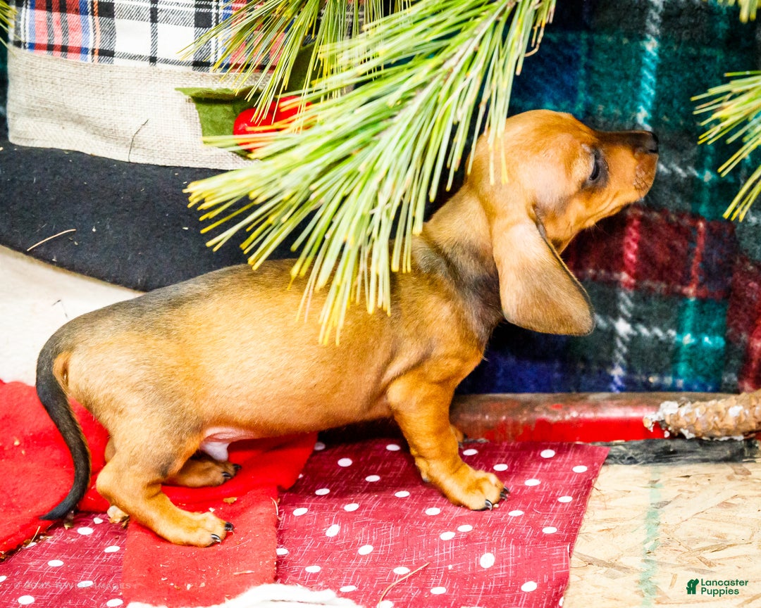 Miniature Dachshund dogs for sale: Tucker - Ad 5