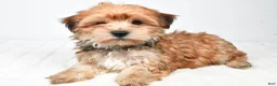 Morkie dogs for sale: Micky - Ad 5