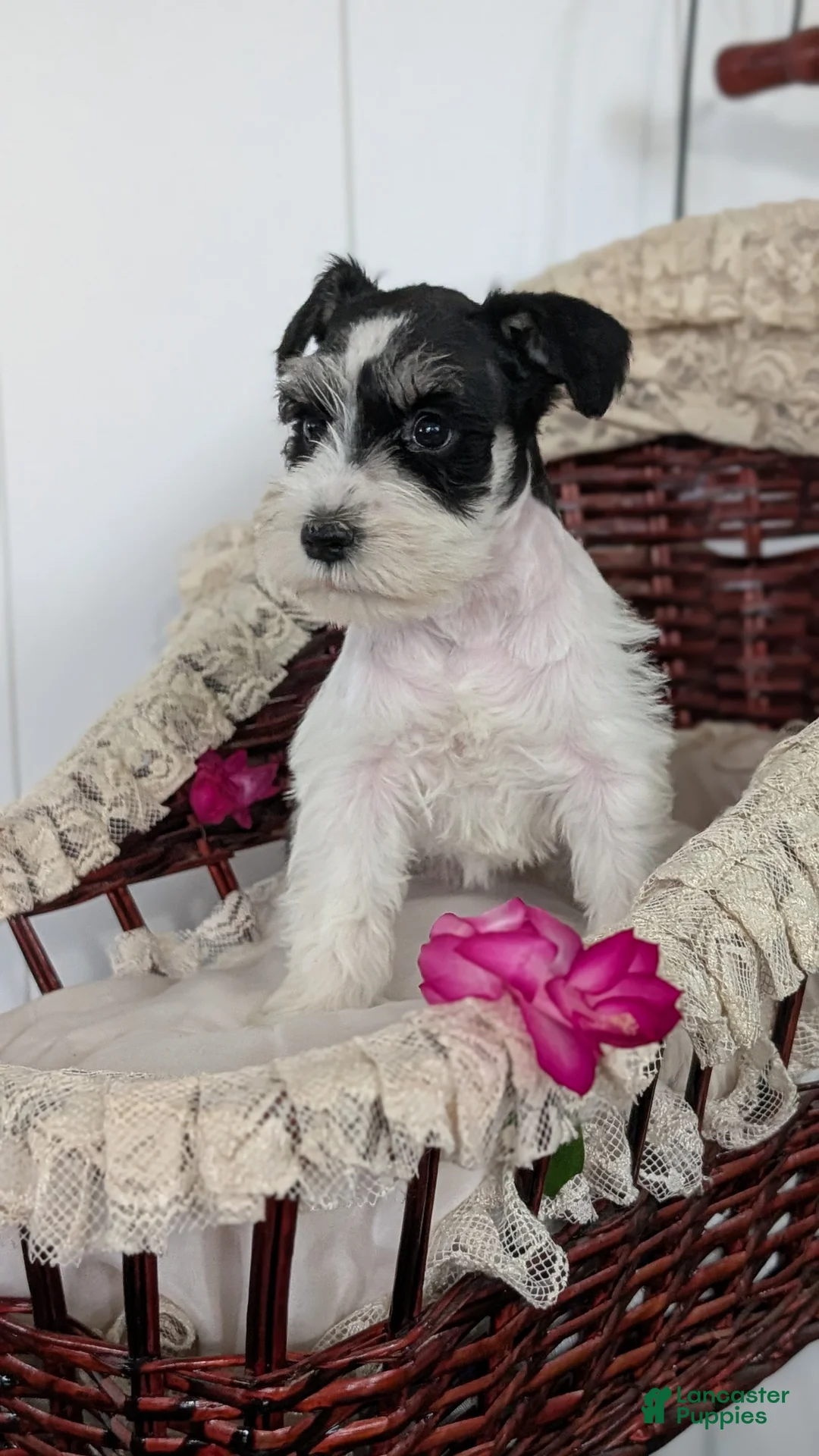 Miniature Schnauzer dogs for sale: Mya - Ad 7