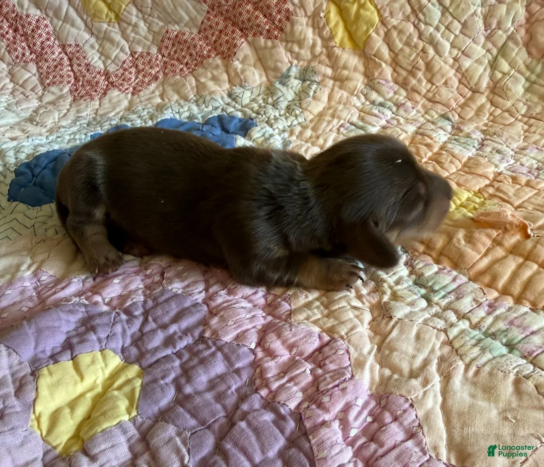 Dachshund dogs for sale: Owen - Ad 1