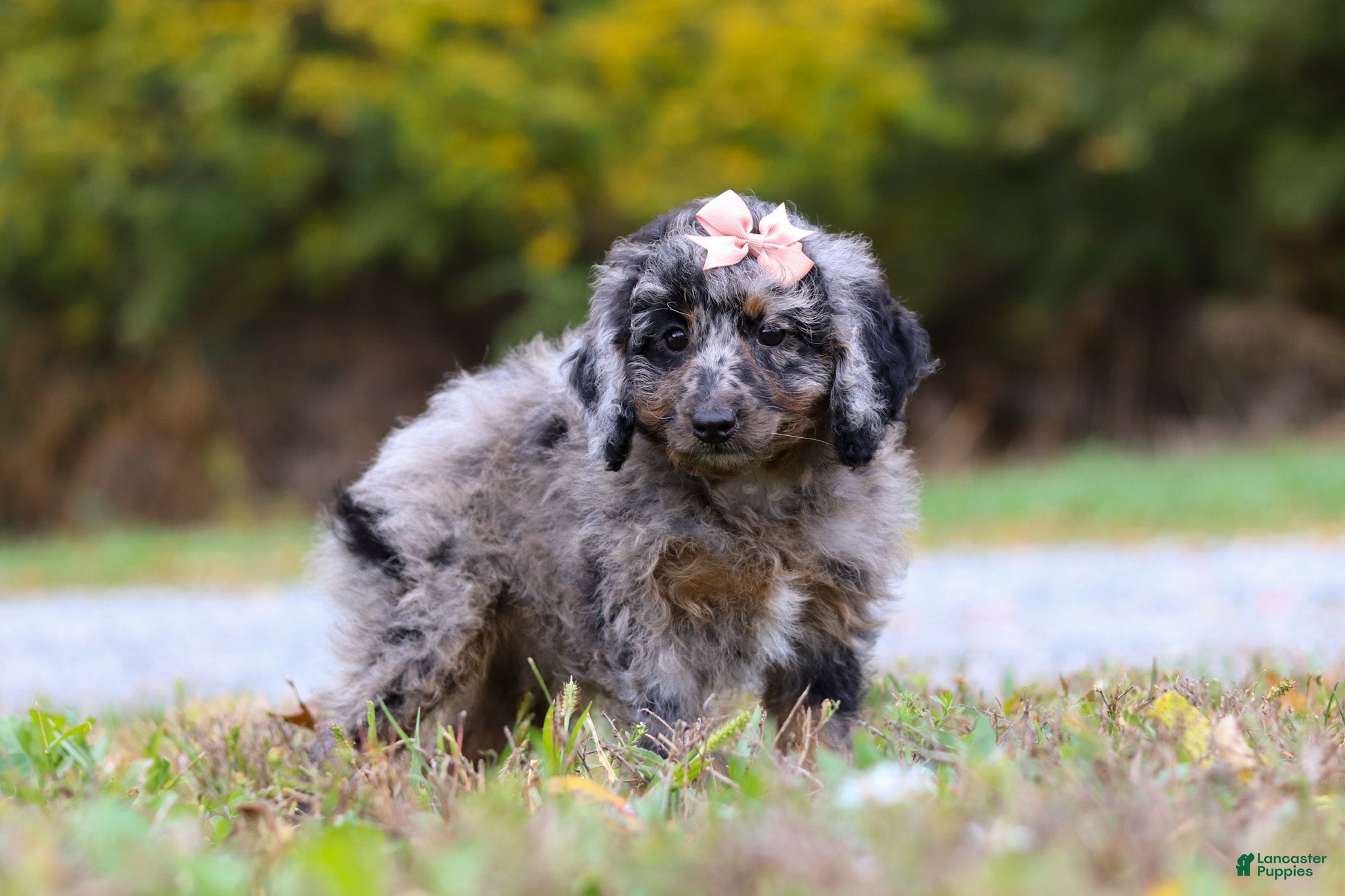 Cockapoo dogs Nala - Ad 33