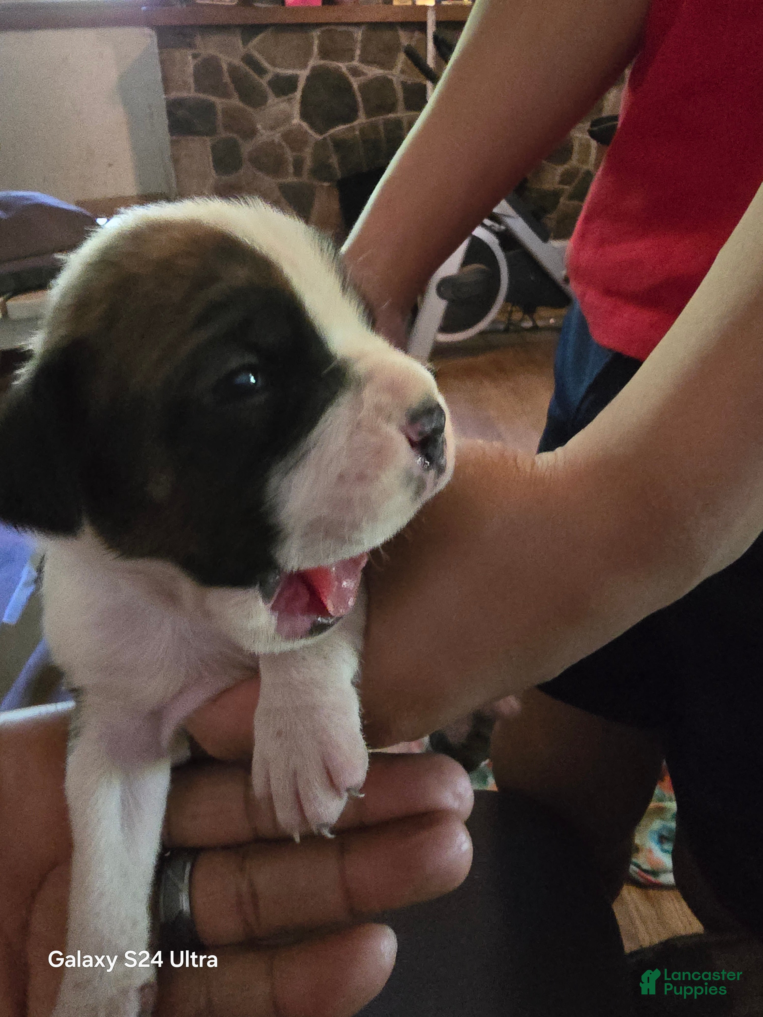 Boxer dogs Boxer Puppy 1 - Ad 1