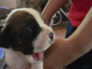 Boxer dogs for sale: Boxer Puppy 1 - Ad 4
