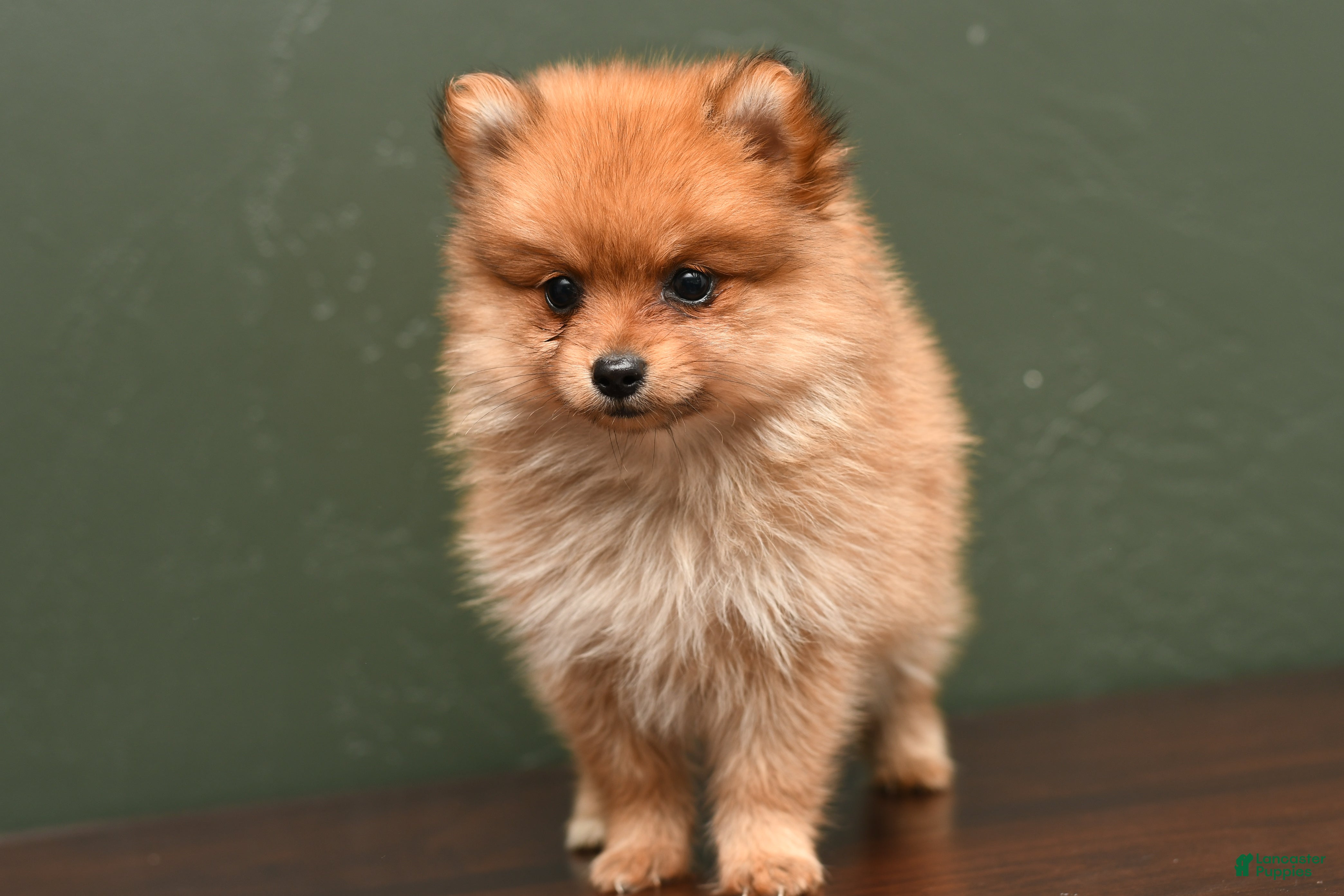 Pomeranian dogs Darla - Ad 1