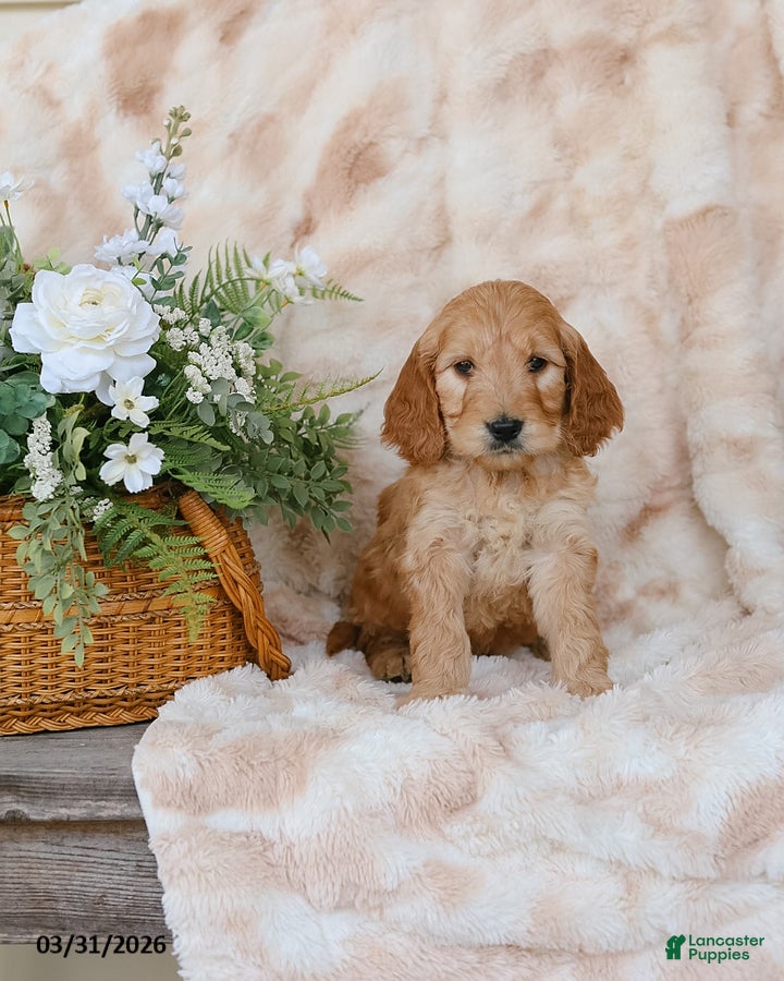 Goldendoodle dogs George - Ad 2
