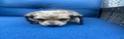Miniature Dachshund dogs for sale: Miniature Dachshund 1 - Ad 6